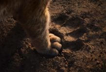 Disney comparte la primera imagen de Mufasa: El rey león El Rey León (2019)