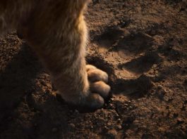 Disney comparte la primera imagen de Mufasa: El rey león El Rey León (2019)