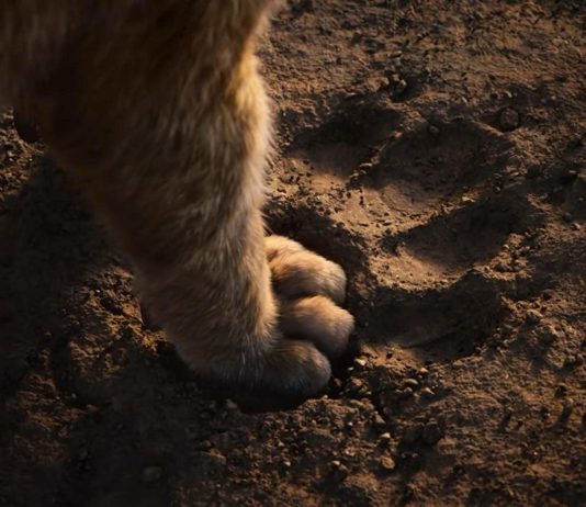 Disney comparte la primera imagen de Mufasa: El rey león El Rey León (2019)