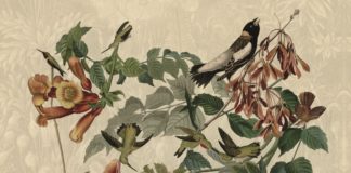 El origen de las palabras, de Ricardo Soca: la etimología como una de las Bellas Artes