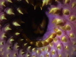 «Te prohíbo volver a dormir» de Pedro Moscatel: cuando los chanchullos inmobiliarios, las sectas y los asesinos se mezclan con el horror de alto octanaje.