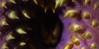 «Te prohíbo volver a dormir» de Pedro Moscatel: cuando los chanchullos inmobiliarios, las sectas y los asesinos se mezclan con el horror de alto octanaje.