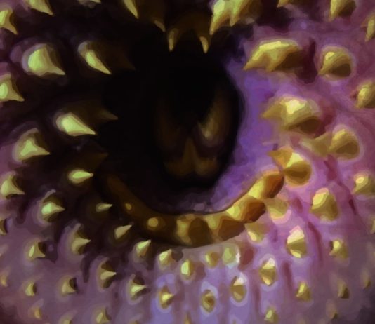 «Te prohíbo volver a dormir» de Pedro Moscatel: cuando los chanchullos inmobiliarios, las sectas y los asesinos se mezclan con el horror de alto octanaje.