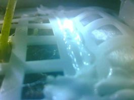 China lleva a la Luna el primer experimento biológico y hace crecer allí el primer brote de algodón Primer cultivo de algodón en la Luna