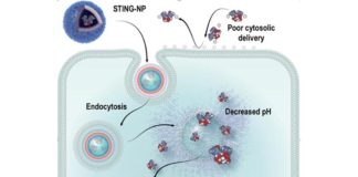 Desarrollan una nueva nanopartícula que se infiltra en los tumores y los ataca desde dentro Nanopartícula contra el cáncer