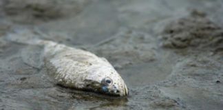 Una bacteria marina arroja luz sobre el control de metales tóxicos Pez muerto por contaminación de metales pesados