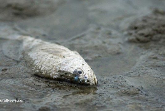 Una bacteria marina arroja luz sobre el control de metales tóxicos Pez muerto por contaminación de metales pesados