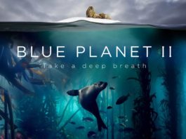 El creador de Planeta Azul II ficha por Netflix