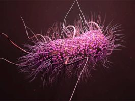 Ramizol, nuevo antibiótico para combatir a las superbacterias en los intestinos Superbacteria