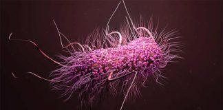 Ramizol, nuevo antibiótico para combatir a las superbacterias en los intestinos Superbacteria