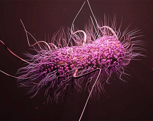 Ramizol, nuevo antibiótico para combatir a las superbacterias en los intestinos Superbacteria