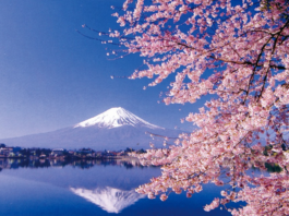 La próxima novela de Matilde Asensi se titula «Sakura» y llega en marzo