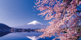 La próxima novela de Matilde Asensi se titula «Sakura» y llega en marzo