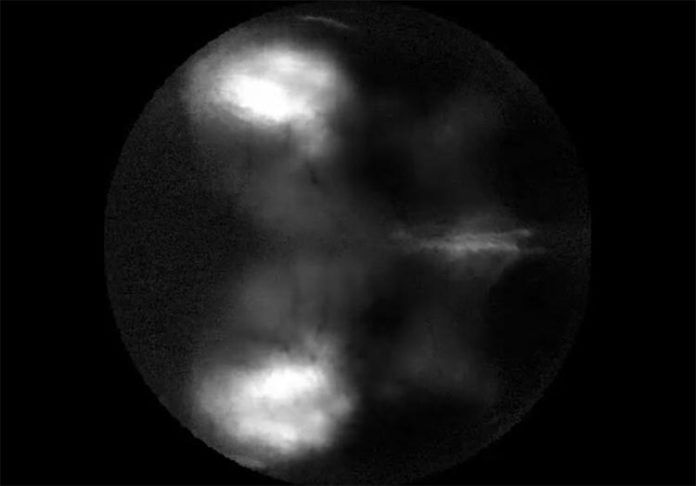 Respuesta neural a los estímulos visuales en ratón