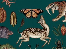 «Historia de la vida», de Katie Scott: maravillas ilustradas, ilustraciones maravillosas Katie Scott : Historia de la vida (fragmento)