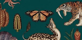 «Historia de la vida», de Katie Scott: maravillas ilustradas, ilustraciones maravillosas Katie Scott : Historia de la vida (fragmento)