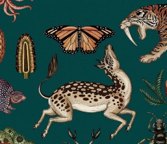 «Historia de la vida», de Katie Scott, publicado por Impedimenta Katie Scott : Historia de la vida (fragmento)