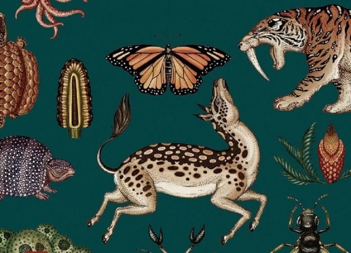 Katie Scott : Historia de la vida (fragmento)