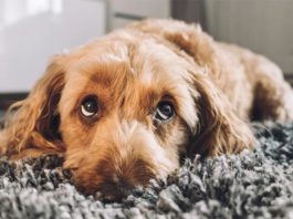 La expresión facial de los perros podría haber evolucionado para relacionarse con humanos Cachorro de perro