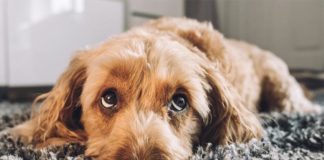 La expresión facial de los perros podría haber evolucionado para relacionarse con humanos Cachorro de perro