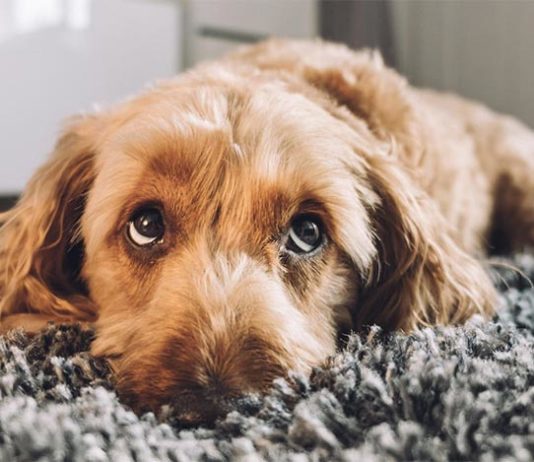 La expresión facial de los perros podría haber evolucionado para relacionarse con humanos Cachorro de perro