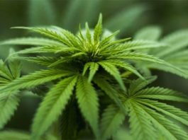 Identificado un gen involucrado en el trastorno por consumo de cannabis Cannabis