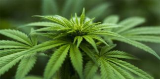 Identificado un gen involucrado en el trastorno por consumo de cannabis Cannabis