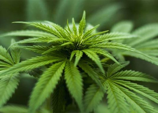 Identificado un gen involucrado en el trastorno por consumo de cannabis Cannabis