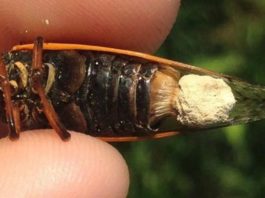 El hongo Massopora transforma a las cigarras en zombis Cigarra zombi infectada por el hongo Massospora