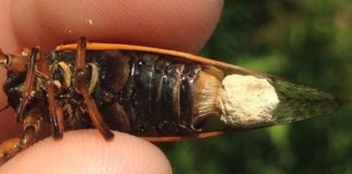 El hongo Massopora transforma a las cigarras en zombis Cigarra zombi infectada por el hongo Massospora