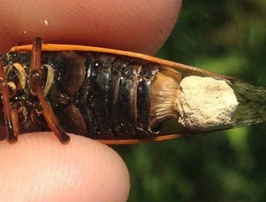 El hongo Massopora transforma a las cigarras en zombis Cigarra zombi infectada por el hongo Massospora