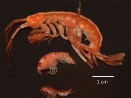 El complejo destino de las especies antárticas ante el cambio climático Paraceradocus miersi, Shraderia gracilis, Probulisca ovata y Prostebbingia brevicornis