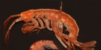 El complejo destino de las especies antárticas ante el cambio climático Paraceradocus miersi, Shraderia gracilis, Probulisca ovata y Prostebbingia brevicornis