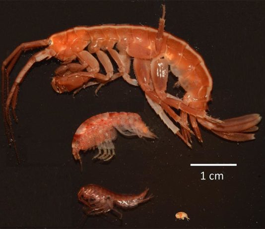 El complejo destino de las especies antárticas ante el cambio climático Paraceradocus miersi, Shraderia gracilis, Probulisca ovata y Prostebbingia brevicornis
