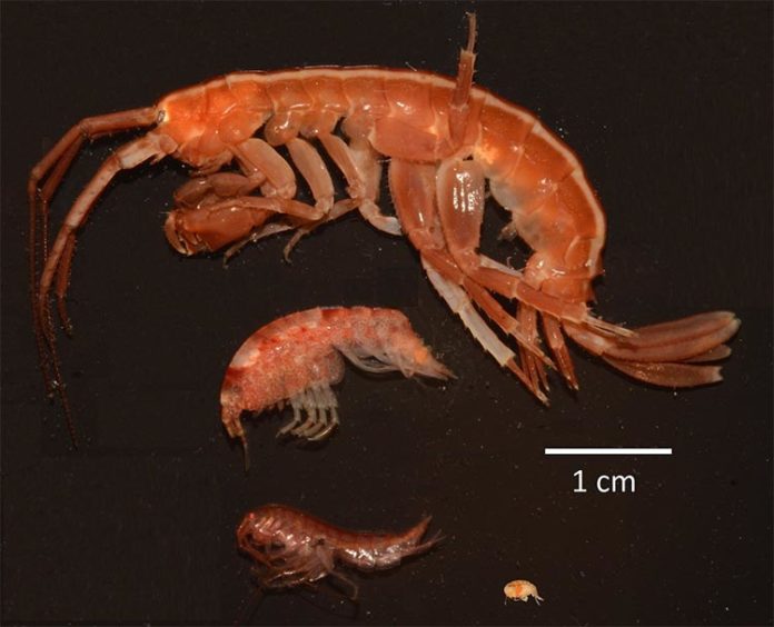Paraceradocus miersi, Shraderia gracilis, Probulisca ovata y Prostebbingia brevicornis Paraceradocus miersi, Shraderia gracilis, Probulisca ovata y Prostebbingia brevicornis