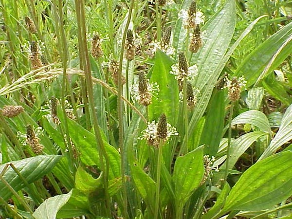 Plantago lanceolata