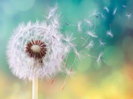 El cambio climático y las alergias al polen Alergia al polen