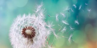 El cambio climático y las alergias al polen Alergia al polen