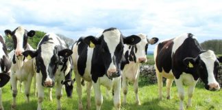 El aumento del metano puede frustrar los esfuerzos para evitar un cambio climático catastrófico Vacas