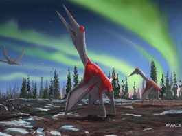 Cryodrakon boreas es ahora una nueva especie de pterosaurio, uno de los animales voladores más grandes de la historia Cryodrakon boreas