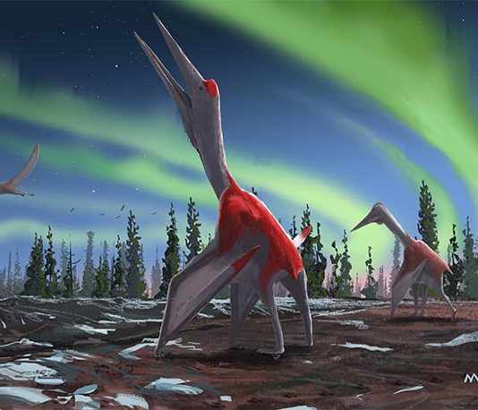 Cryodrakon boreas es ahora una nueva especie de pterosaurio, uno de los animales voladores más grandes de la historia Cryodrakon boreas