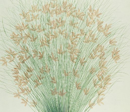 «El infinito en un junco», de Irene Vallejo: la savia del saber