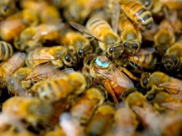Las abejas macho inyectan a las reinas toxinas cegadoras durante las relaciones sexuales Reina abeja en una colmena con un sensor