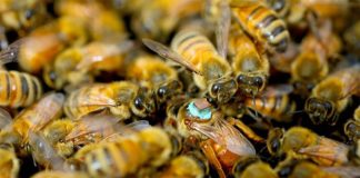 Las abejas macho inyectan a las reinas toxinas cegadoras durante las relaciones sexuales Reina abeja en una colmena con un sensor