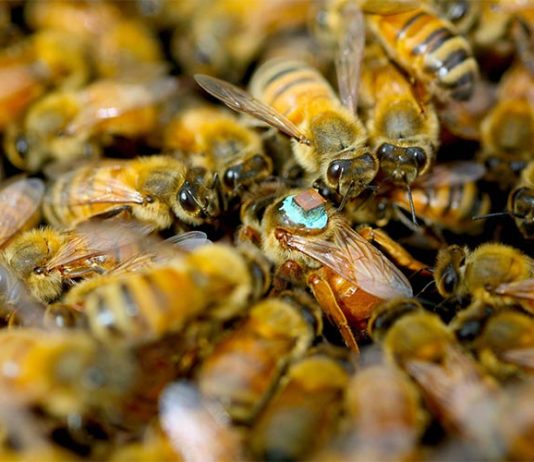 Las abejas macho inyectan a las reinas toxinas cegadoras durante las relaciones sexuales Reina abeja en una colmena con un sensor