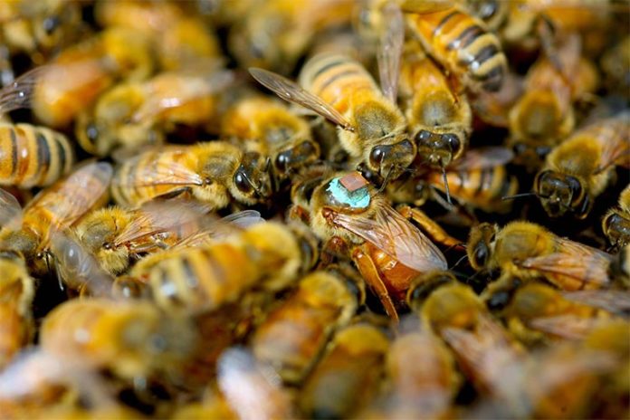 Reina abeja en una colmena con un sensor