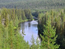 Los aerosoles generados por los bosques de coníferas ya no enfrían tanto el clima Bosques de coníferas