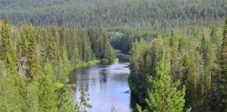 Los aerosoles generados por los bosques de coníferas ya no enfrían tanto el clima Bosques de coníferas