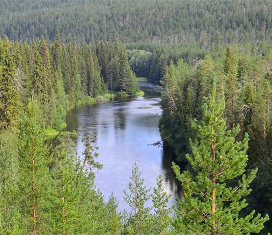 Los aerosoles generados por los bosques de coníferas ya no enfrían tanto el clima Bosques de coníferas
