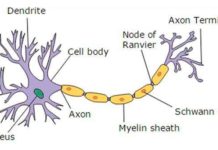 Estructura de la neurona típica